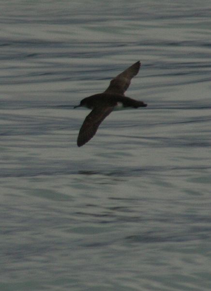 Hutton's shearwater